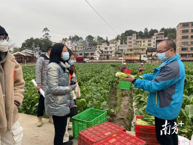 大學(xué)生們一起走進(jìn)九陂鎮(zhèn)四聯(lián)村菜心基地實(shí)地參觀。