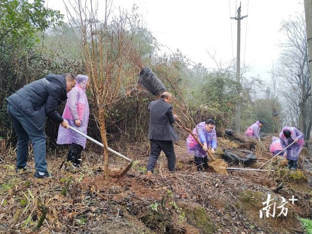 九陂鎮(zhèn)掀起全民義務植樹熱潮。