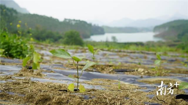 迎風搖曳、綠意盎然的五指毛桃種苗。